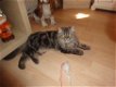 jonge perzische kater /katten - 1 - Thumbnail