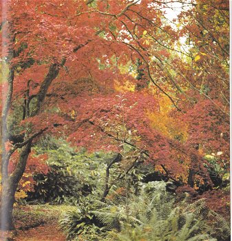 Een tuin vol kleur - 2