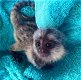 Mooie Marmoset-apen klaar om te gaan - 0 - Thumbnail