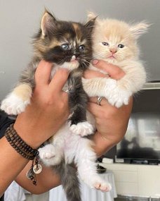 Maine Coon Kittens voor adoptie