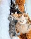 Maine coon kittens - 0 - Thumbnail