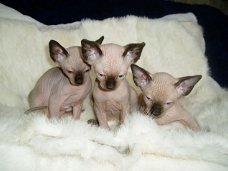 Super knappe prachtige Sphynx-kittens!! beschikbaar