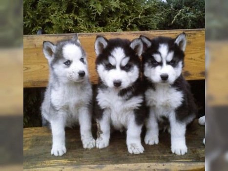 100% schone Siberische husky-pups - 0