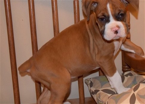 boxer pups beschikbaar met garantie ! - 0