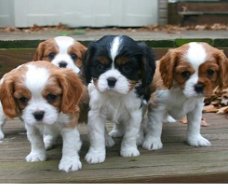 Cavalier King Charles-puppy's.