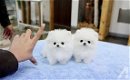 Mooie Pommerse puppy's voor bij u thuis - 0 - Thumbnail