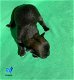 PRACHTIGE CHIHUAHUA PUPS FCI STAMBOOM - 4 - Thumbnail