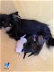 PRACHTIGE CHIHUAHUA PUPS FCI STAMBOOM - 7 - Thumbnail