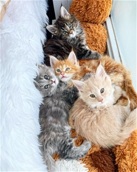 Maine Coon Kittens voor adoptie - 1