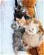 Maine Coon Kittens voor adoptie - 1 - Thumbnail