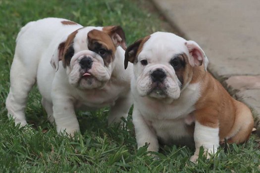 Prachtige Engelse Bulldog pups met stamboom. - 0