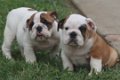 Prachtige Engelse Bulldog pups met stamboom. - 0 - Thumbnail