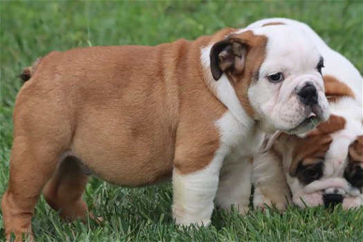 Prachtige Engelse Bulldog pups met stamboom. - 1