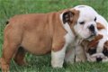Prachtige Engelse Bulldog pups met stamboom. - 1 - Thumbnail