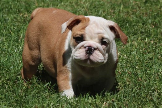 Prachtige Engelse Bulldog pups met stamboom. - 2