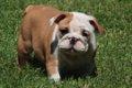 Prachtige Engelse Bulldog pups met stamboom. - 2 - Thumbnail