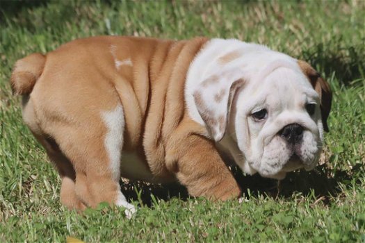 Prachtige Engelse Bulldog pups met stamboom. - 3