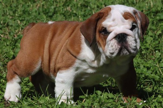 Prachtige Engelse Bulldog pups met stamboom. - 4