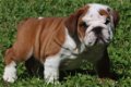 Prachtige Engelse Bulldog pups met stamboom. - 4 - Thumbnail