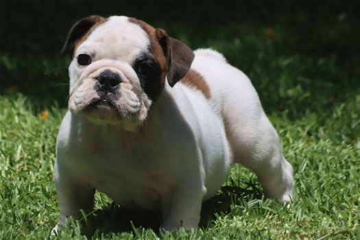 Prachtige Engelse Bulldog pups met stamboom. - 5