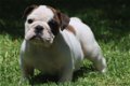 Prachtige Engelse Bulldog pups met stamboom. - 5 - Thumbnail