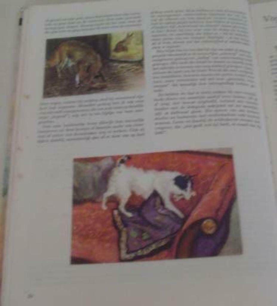 Plaatjesboek over dieren raak ik niet uitgepraat - Afbeelding 2