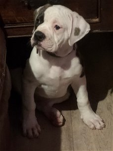 American Bulldog puppy.