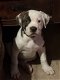American Bulldog puppy. - 1 - Thumbnail