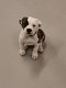 American Bulldog puppy. - 2 - Thumbnail