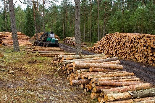 Verkoop van brandhout met gratis levering. - 1