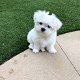 Maltese puppies for sale - 0 - Thumbnail