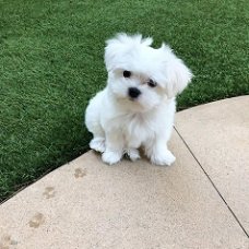 Maltese puppies for sale