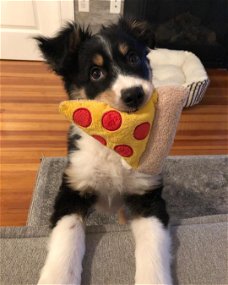 Australian Shepherd puppies.