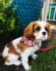 Cavalier King Charles Spaniel-puppy's - 0 - Thumbnail