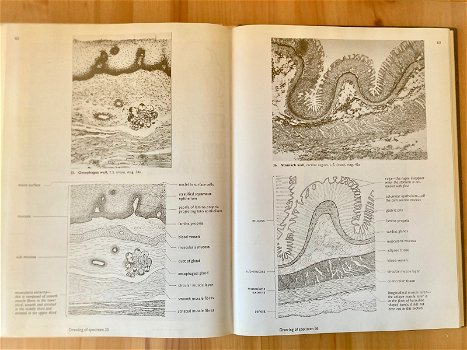 an atlas of Histology - 2
