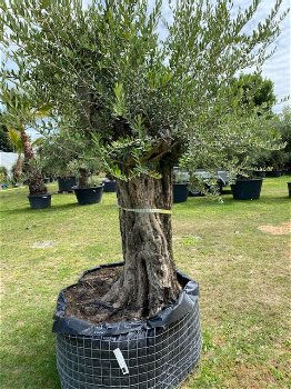 Hele mooie oude olijfboom code BA.5 - 0