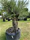 Hele mooie oude olijfboom code BA.5 - 0 - Thumbnail