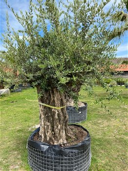 Hele mooie oude olijfboom code BA.5 - 1
