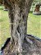 Hele mooie oude olijfboom code BA.5 - 3 - Thumbnail