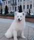 Samojeed-puppy's van fokker met papieren - 3 - Thumbnail