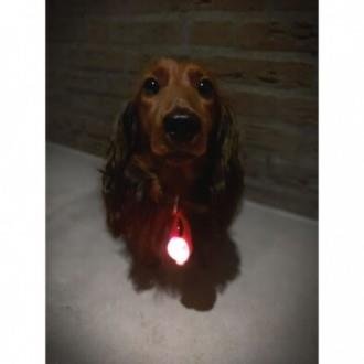 LED lampje voor om halsband hond - 3