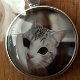 Katten in cirkel kettings - 3 - Thumbnail