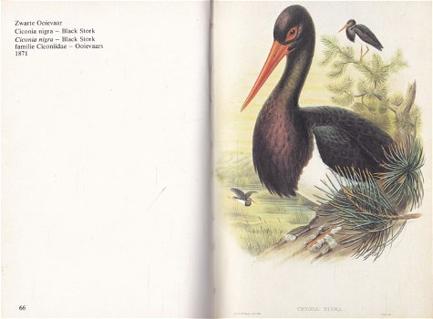 John Gould's Wereld der Vogels, deel 4 - 1