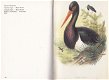 John Gould's Wereld der Vogels, deel 4 - 1 - Thumbnail