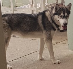MJM Dogs Foundation: Cora