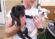 Mooie mannelijke en vrouwelijke Franse bulldog-puppy's te koop - 0 - Thumbnail