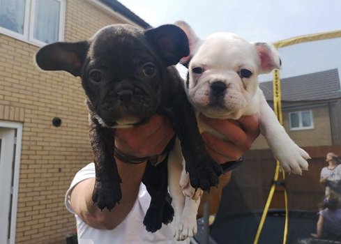 Mooie mannelijke en vrouwelijke Franse bulldog-puppy's te koop - 1