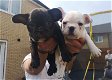 Mooie mannelijke en vrouwelijke Franse bulldog-puppy's te koop - 1 - Thumbnail