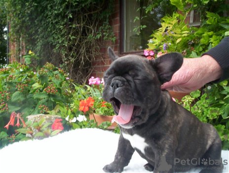 Leuke Franse Bulldog-puppy's te koop - 0