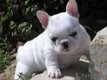 Leuke Franse Bulldog-puppy's te koop - 1 - Thumbnail